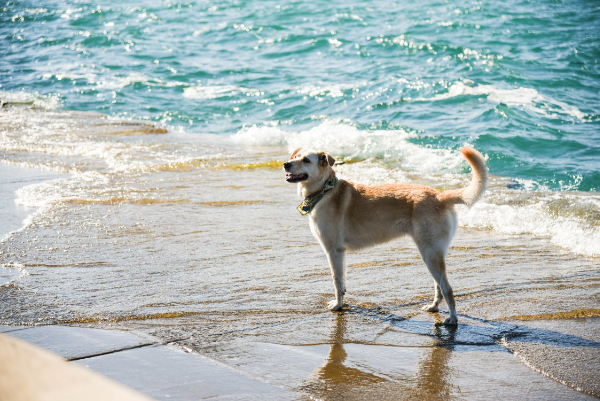 Dog-Friendly Cottages